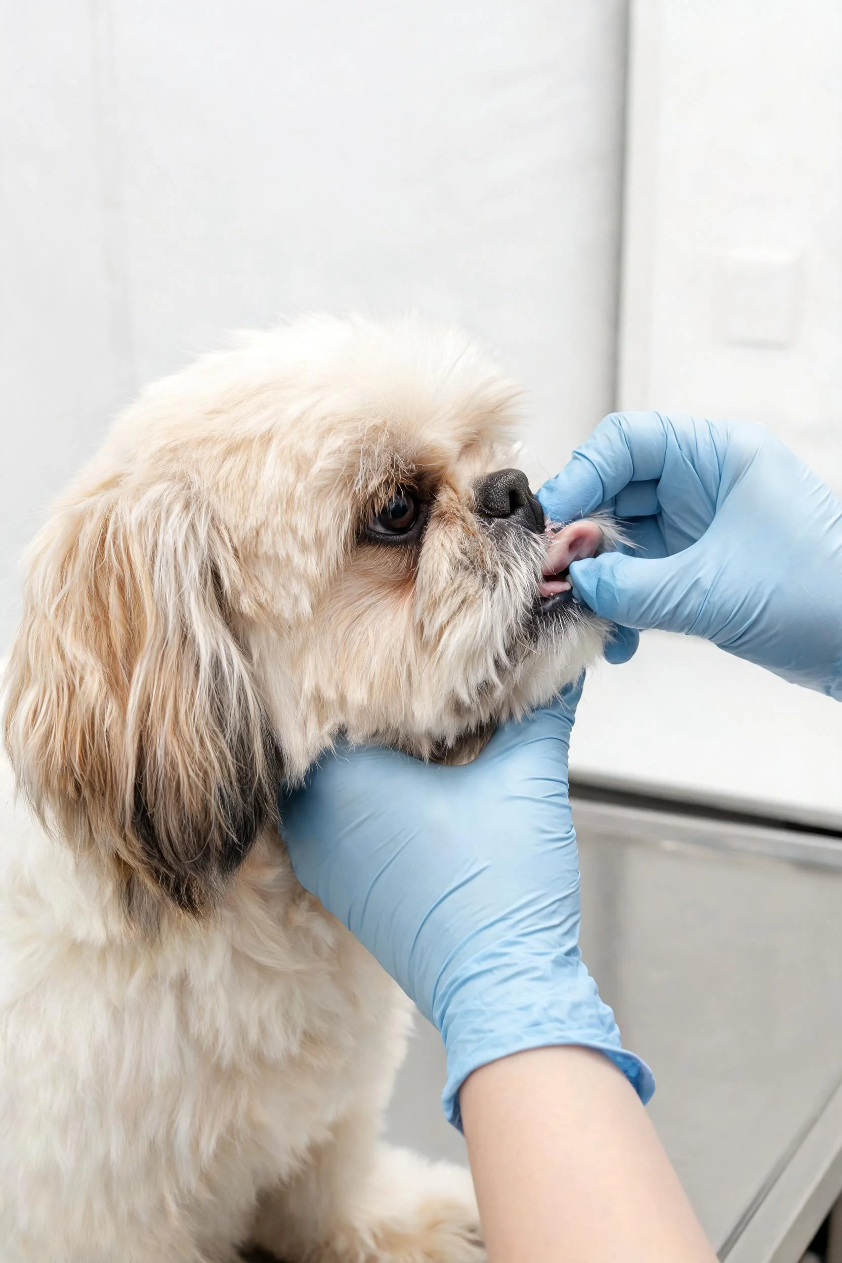 Why are Shih Tzus and other small dogs more prone to reverse sneezing?