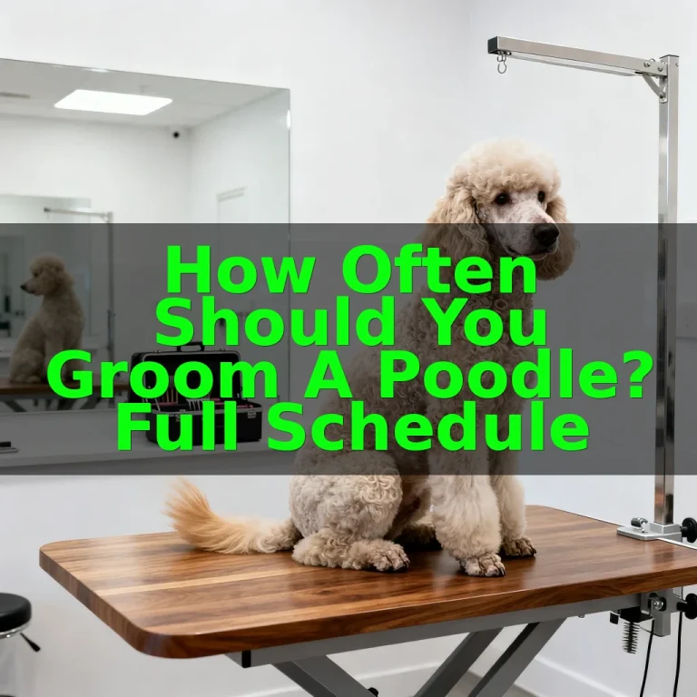 How Often Should You Groom a Poodle? Full Schedule