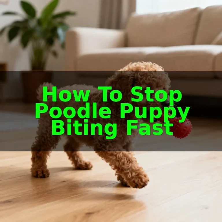 How To Stop Poodle Puppy Biting Fast